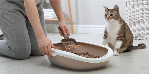 Why Do Cats Need Litter Boxes Indoors? A Complete Guide