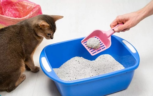 How to Clean Cat Litter Box: Simple Hacks for Busy Owners