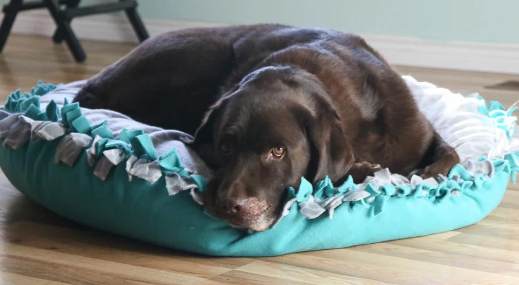 How to Make a Dog Bed with Old Clothes and Fabrics