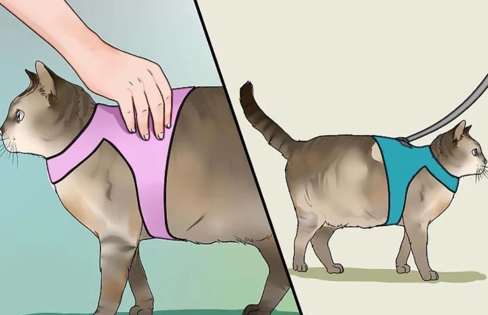 How to Put on A Cat Harness