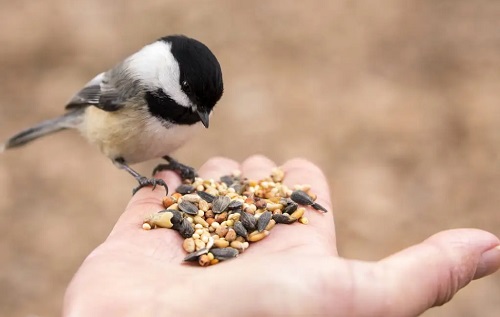 Make Baby Bird Food A