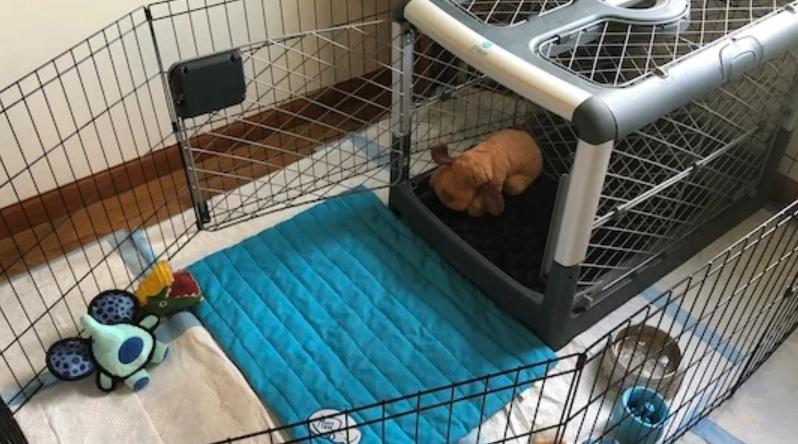 What to Put in Dog Crate: A Complete Checklist